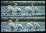 (60) pelican montage.jpg    (1000x720)    297 KB                              click to see enlarged picture